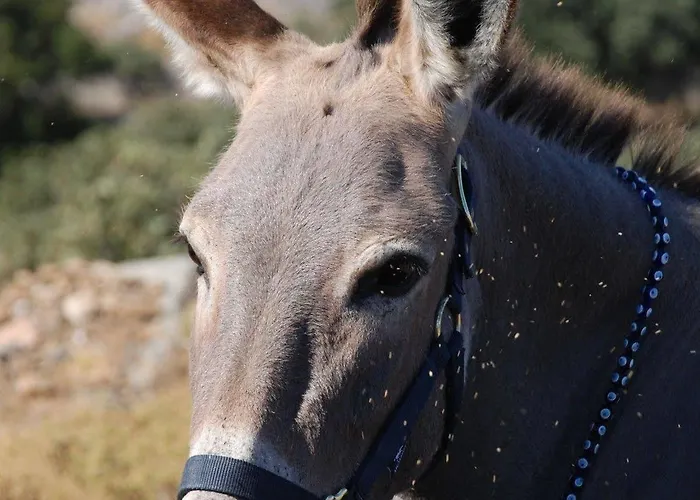 La Maison Amande 4* Spathi (Kea)