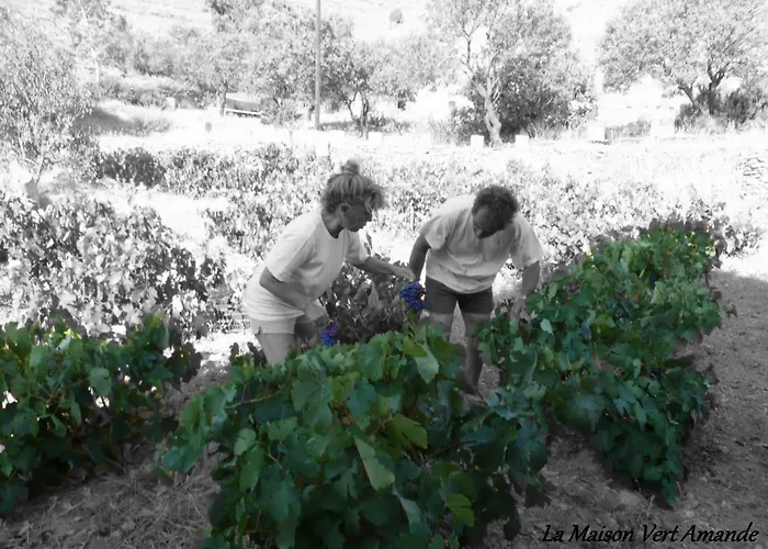 Gasthof La Maison Amande Spathi (Kea)