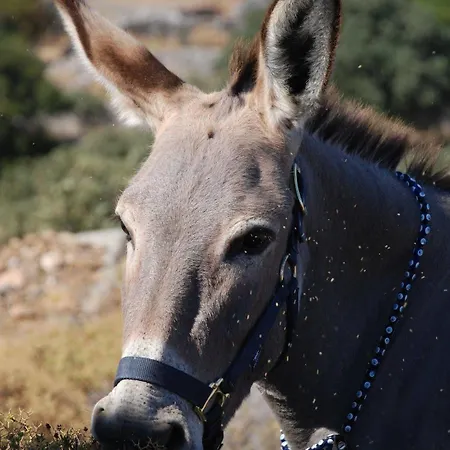 La Maison Amande 4* Spathi (Kea)